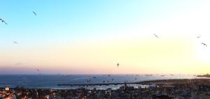 a large group of birds flying over a beach at Benler Otel Laleli ISTanbul in Istanbul