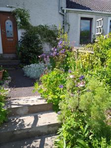 um jardim com flores roxas em frente a uma casa em lovely 1 bedroom borders cottage em Town Yetholm