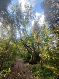 un chemin de terre dans une forêt avec des arbres dans l'établissement Ainola, à Hämeenlinna