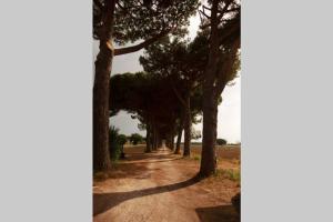 uma estrada de terra forrada com árvores num campo em Casale Alessandra, villa storica della Maremma em Principina a Mare
