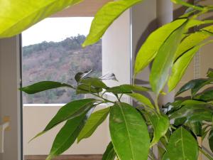 Imagem da galeria de Altavista Penthouse T2 na Covilh�