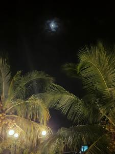 
a large palm tree in the middle of the night at Jojies Homestay Fortkochi in Cochin
