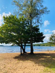 two trees on a sandy beach near the water at Cozy Cottage near lake in Hässleholm