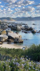 a beach with some rocks and water and flowers at Bosky Dell on Boulders Beach in Simonʼs Town