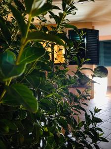 uma planta verde num quarto com um edifício em The Loft E&E Open Space em Empoli