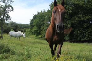 Tiere in diesem Ferienpark oder in der Nähe