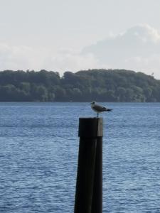 a bird sitting on top of a pole by the water at Hornbrooker Hostel in Dersau