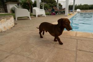 The swimming pool at or close to Casetta Letizia