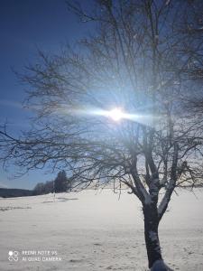 a tree in a snowy field with the sun behind it at Gasthaus Piesau - Thüringer Wald - Rennsteig in Piesau