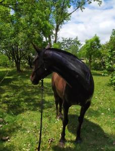 un caballo está parado en un campo con su visor vertisement sumerableumerableumerableumerableumerables en La Carmencita casa de campo, Manzanares, Pilar en Pilar