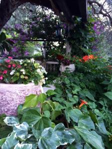 un jardín con un montón de flores y plantas en Guest House Maslina en Petrovac na Moru