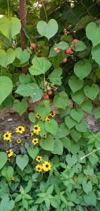 a garden with yellow and purple flowers and green leaves at Green House in Kachretʼi