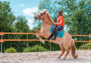 Altri animali domestici presso il campeggio di lusso o nei dintorni