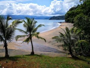 巴亚索拉诺Choibana Ecolodge的两棵棕榈树和大海的海滩