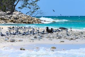 Fotografie z fotogalerie ubytování Wilson Island v destinaci Wilson Island