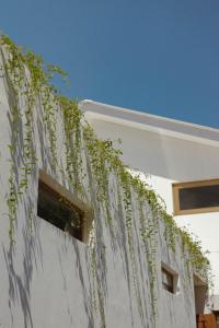 a plant is growing on the side of a white building at Tiga Studios - Adults Only in Kuta Lombok