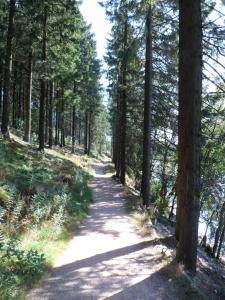 un sentiero attraverso una foresta con alberi di Ferienhaus Daniels a Wirtzfeld