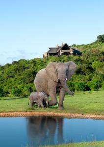 Gallery image of Hopewell Private Game Reserve in Buyskloof