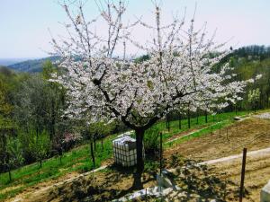 un arbre avec des fleurs blanches dans un champ dans l'établissement Il Pettirosso, à Castellamonte