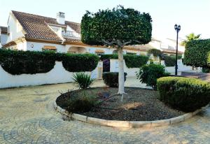 un árbol en un patio frente a un edificio en Townhouse in Cabo roig Aguamarina, en Cabo Roig