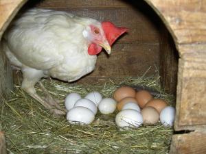 Zvieratá na farme alebo blízkom okolí