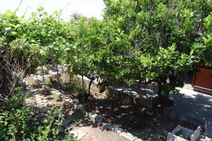 A garden outside Andrea E Valentina
