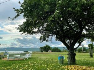 a tree in a field with two benches and a trash can at Sea Breeze Cottages in Ingonish