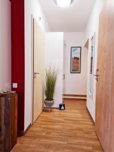 an empty hallway with a potted plant in the middle at Apartment Nordstern in Baabe