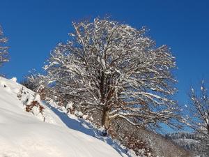 un árbol cubierto de nieve en una ladera cubierta de nieve en Ferienhaus Rombach Wohnung A en Wieden