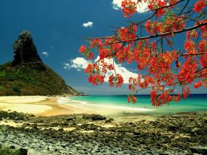 a beach with a tree with red flowers on it at Tiny House Noronha in Fernando de Noronha