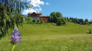 a purple flower in a field with a house on a hill at Hotel da Barba B&B in Asiago