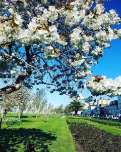 a tree with white flowers on it in a park at Sovereign Gate 1 - 2 double bedroom apartment in Portsmouth City Centre in Portsmouth