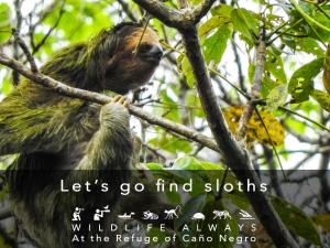 a monkey in a tree with the words lets go find sloths wildlife always at Hotel de Campo Caño Negro in Caño Negro