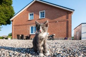 a kitten sitting on rocks in front of a house at Wohnung 1 in Fehmarn