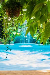 ein Pool mit blauem Wasser und grünen Blättern in der Unterkunft Norte Nosara - Steps to Playa Guiones in Nosara