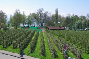 a large field of vines with a building in the background at Eschbach in Bettnau