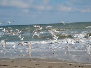 a flock of birds flying over the ocean at Lachmöwe - 29741 in Haffkrug