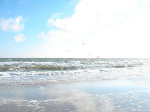 einen Strand mit Wellen und Vögeln im Ozean in der Unterkunft Strandläufer - 29764 in Haffkrug