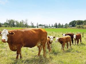 una manada de vacas de pie en un campo de hierba en 5 person holiday home in MELLBYSTRAND, en Mellbystrand