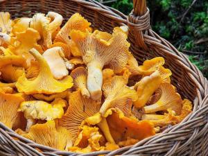 a basket filled with lots of yellow mushrooms at 5 person holiday home in MELLBYSTRAND in Mellbystrand