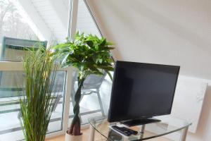 a tv sitting on a glass table with two plants at Hinter den Dünen D60 in Prerow