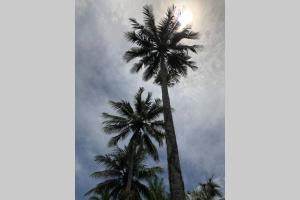 deux palmiers devant un ciel nuageux dans l'établissement Daintree Beach Studio - BEACH FRONT ACCOMMODATION, à Wonga