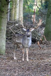 un ciervo con cuernos grandes de pie en el bosque en Waldgasthof Röckers-Ferienwohnung Hahnenkrai, en Meppen