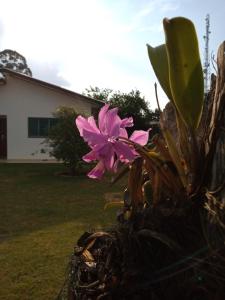 una flor rosa en una planta en un patio en Singela Casa em Chapada dos Guimarães, en Chapada dos Guimarães