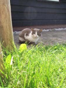 Animais na casa de temporada ou nos arredores