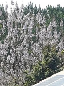 un albero con fiori bianchi accanto a una strada di CHÁCARA QUEDINHA D'ÁGUA a Campo Alegre