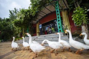 a group of white geese walking in front of a building at Vrindavan Gopala Resort in Jabalpur