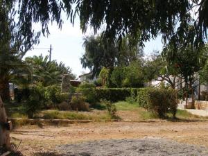 A garden outside Zorbas Rooms