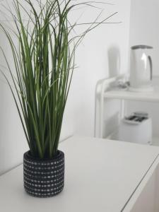 a black vase with a plant on a counter at Palmeira Comfort in Aveiro