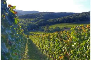 a view of a vineyard in the hills at Parenthèse nature in Soultz-Haut-Rhin